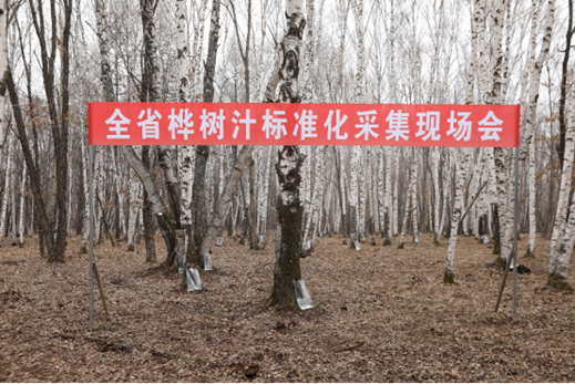 图源：黑龙江省林草局官网