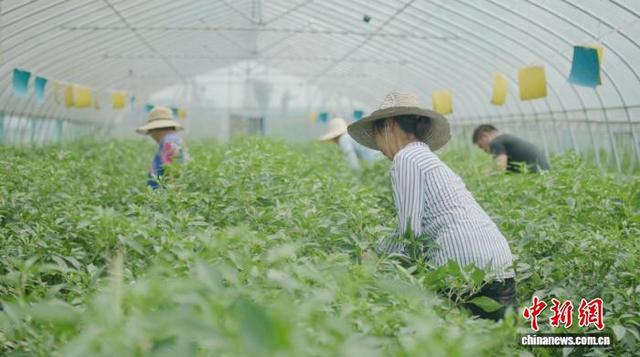 村民正在采摘辣椒。杨莎 摄
