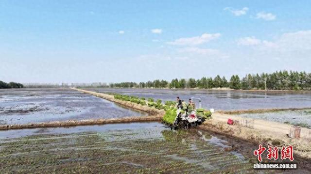建三江水田里，农技人员正在用农机插水稻秧苗。王浩 摄