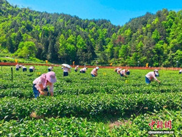 图为秀山钟灵镇茶农采茶现场。廖霜 摄