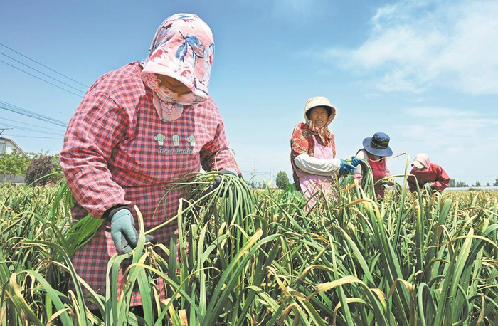     在山东省平度市仁兆镇，蒜农在地里采摘蒜薹。