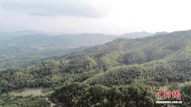 宁化绿意盎然的竹林。宁化县融媒体中心供图