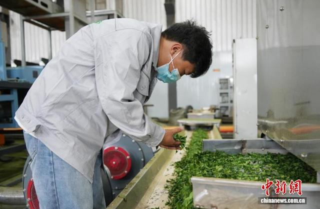 图为工作人员在贵州省德江县一家碾茶加工厂内查看加工的抹茶茶青。记者 周燕玲 摄