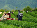（乡村行·看振兴）贵州德江高山茶园：一季茶变“四季香”
