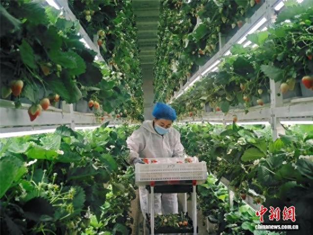 图为工作人员在草莓工厂采摘草莓。盖文佳 摄