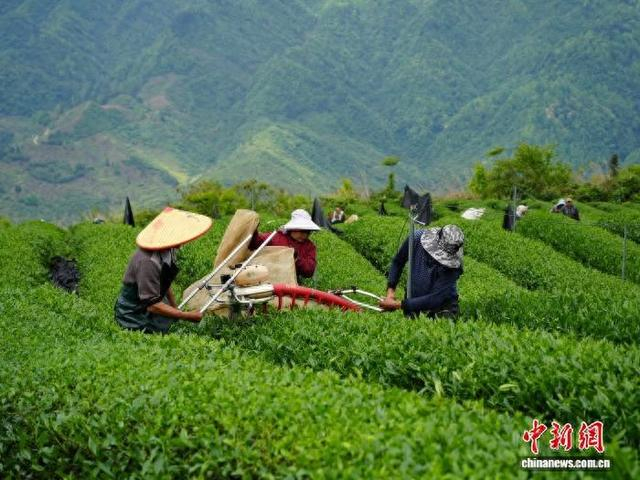 图为工人在贵州省德江县冯平的抹茶基地采收茶青。记者 周燕玲 摄