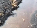 山东菏泽一地曝大量农田遭污染，官方通报：黑色液体为企业处置畜禽粪污时产生的沼液，将继续深入调查，并依法依规严肃处理