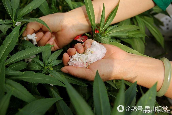  打开网易新闻 查看精彩图片 