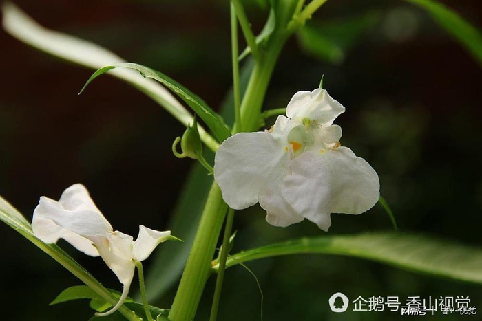  打开网易新闻 查看精彩图片 