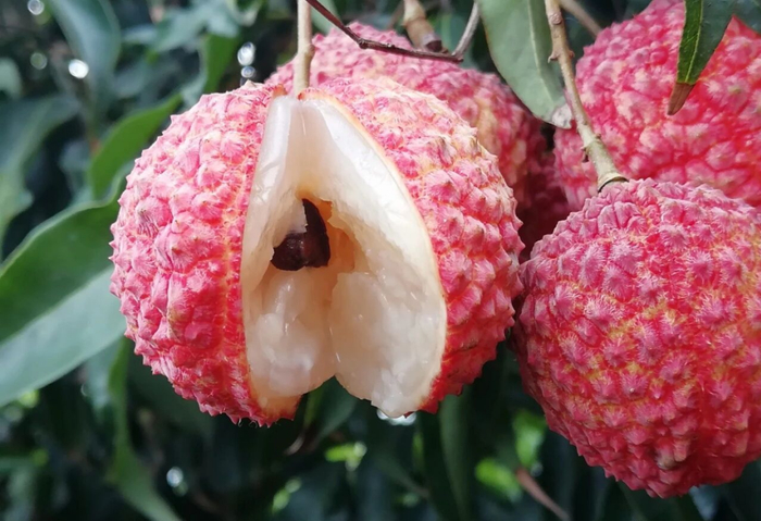 大丁香。