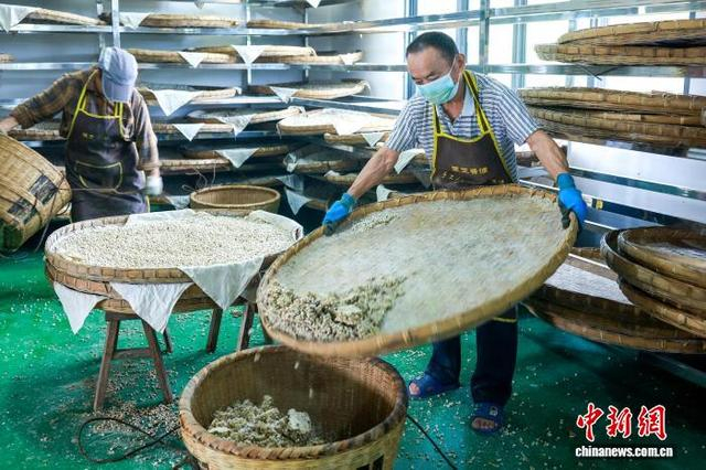 工人将制曲完成的酱料转运去晒场进行投料。李贵平 摄
