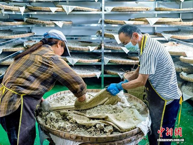 工人将制曲完成的酱料转运至晒场进行投料。李贵平 摄