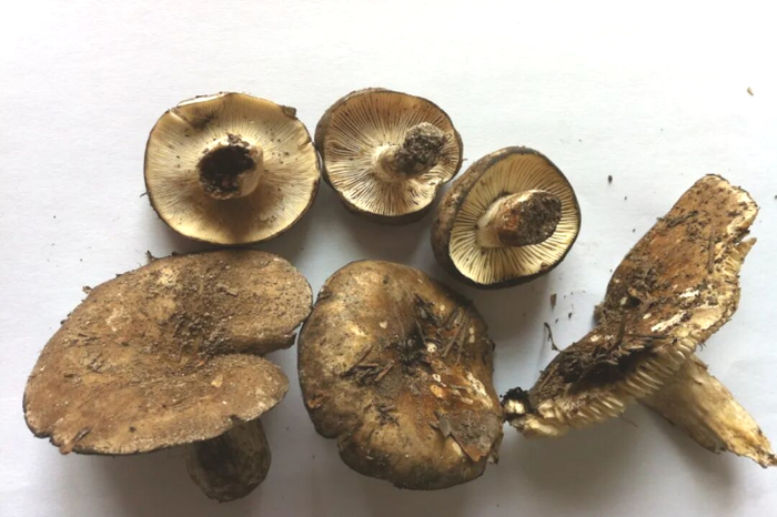 2012年在中毒地区现场采摘的亚稀褶红菇、稀褶红菇、密褶红菇，从外观形态上极难区分。图源：云南疾控