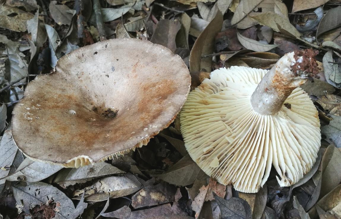 亚稀褶红菇剧毒，不可食用。图源：云南疾控