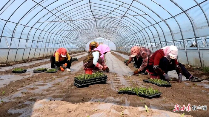 村民在拱棚里种植夏菜。