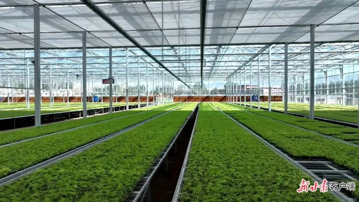 培育的优质高原夏菜苗。图片均由天祝县融媒体中心提供