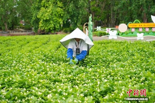 5月13日，广西横州花农在采摘茉莉花。陈冠言 摄