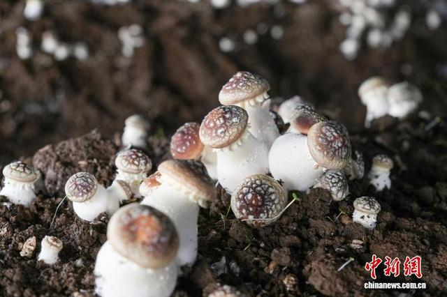 图为5月14日，平原社区赤松茸种植基地待采收的赤松茸。蔡脒 摄 