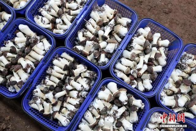 图为5月14日，平原社区赤松茸种植基地已采收的赤松茸。蔡脒 摄 