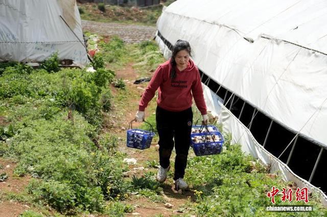 图为5月14日，平原社区赤松茸种植基地，务工人员将一筐筐饱满鲜美的赤松茸搬运装车。陈逍 摄 