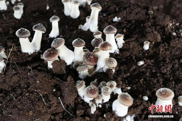 图为5月14日，平原社区赤松茸种植基地待采收的赤松茸。蔡脒 摄 