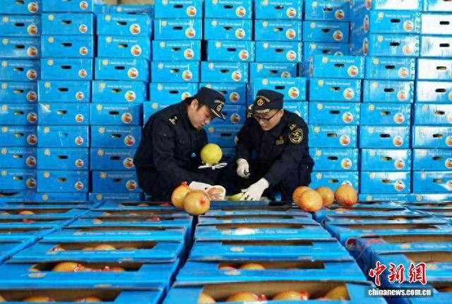 成都海关关员对出口蜜柚开展属地查检。成都海关供图
