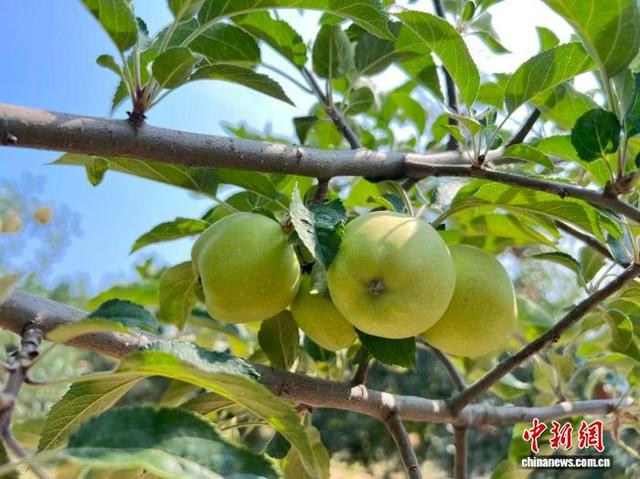 图为延安洛川一果园内的苹果。 李一璠 摄