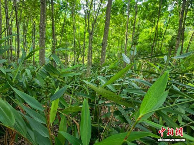 5月14日，海南省白沙黎族自治县青松乡拥处村，橡胶林下的益智到了一年一度的丰收期。中新社记者 王晓斌 摄