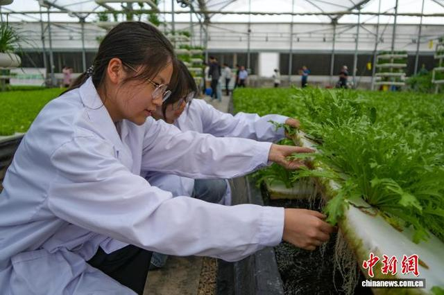 图为农技人员在大棚内观察水培苦菊。中新社记者 范晓恒 摄