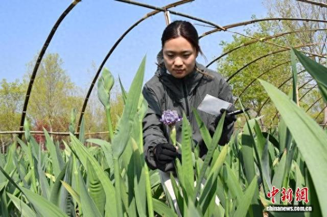 在菏泽鄄城县，工作人员在园艺种植基地检查植株开花情况。付帮豪 摄