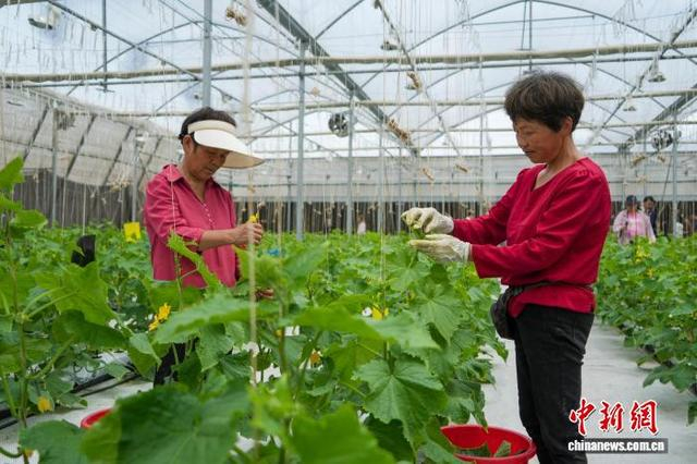 图为工作人员在大棚内为水果黄瓜盘头。中新社记者 范晓恒 摄