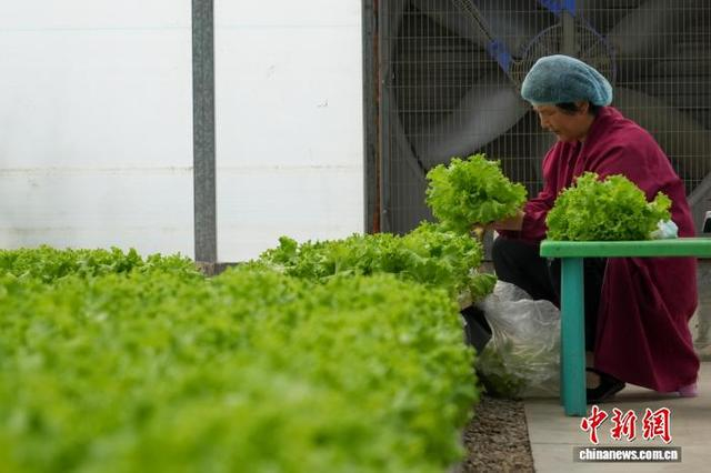 图为工作人员在大棚内采摘水培生菜。中新社记者 范晓恒 摄