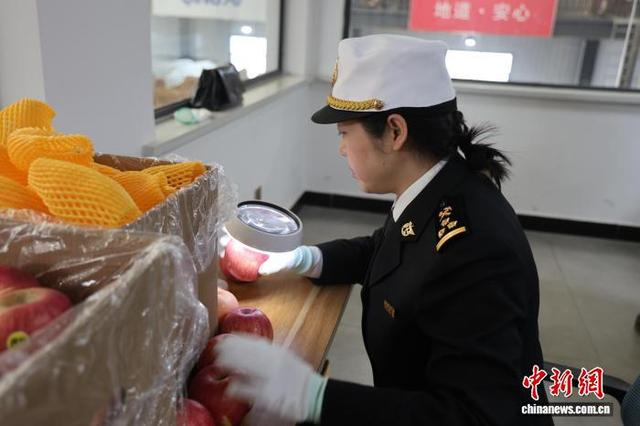 图为延安海关工作人员检查苹果。 李进 摄