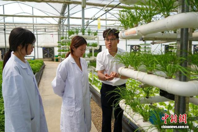 图为农技人员在大棚内观察立体栽培韭菜生长情况。中新社记者 范晓恒 摄