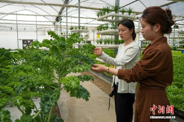 图为参观者在大棚内观察水培羽衣甘蓝。中新社记者 范晓恒 摄