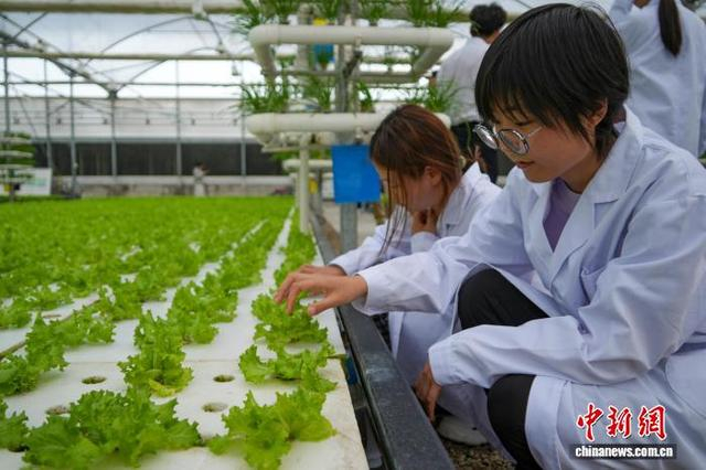 图为农技人员在大棚内观察水培生菜。中新社记者 范晓恒 摄