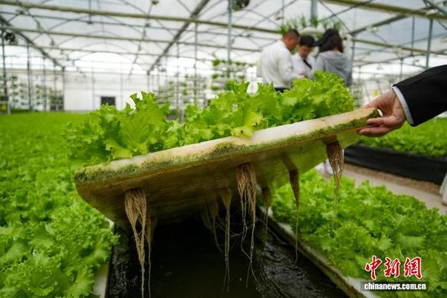 图为大棚内的水培生菜。中新社记者 范晓恒 摄
