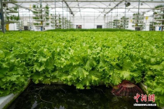 图为大棚内生长的水培生菜。中新社记者 范晓恒 摄