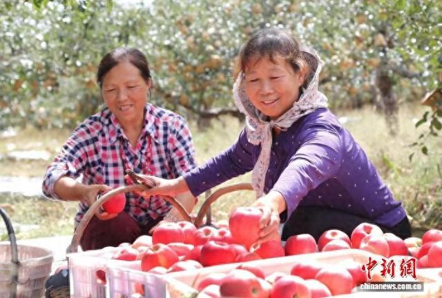图为陕西省延安市洛川县果农整理苹果。 李进 摄