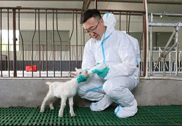 团队负责人王小龙照顾克隆奶山羊。西北农林科技大学/供图