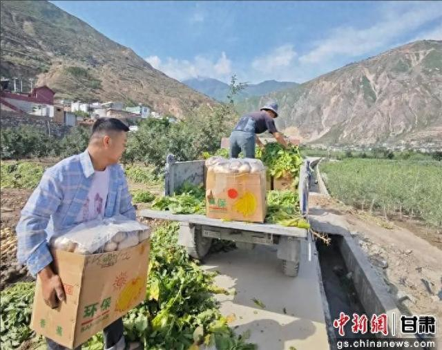 武都区两水镇村民采收马铃薯。陇南市委宣传部供图