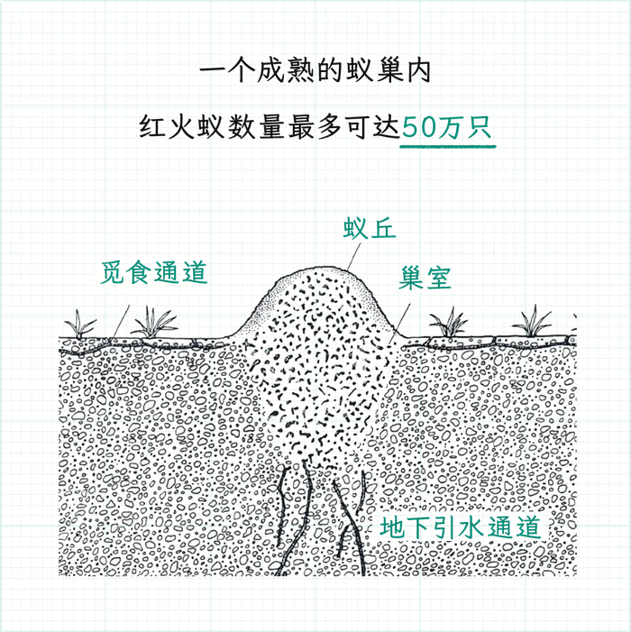 野外遇到这种小土包,千万别靠近!真的可能会死!__财经头条__新浪财经