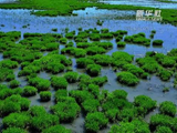 新疆库鲁斯台草原湿地水草丰茂生机盎然