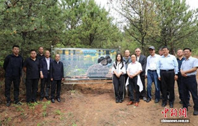 北京市怀柔区喇叭沟门满族乡发现较大规模野生松露群落。北京市怀柔区供图