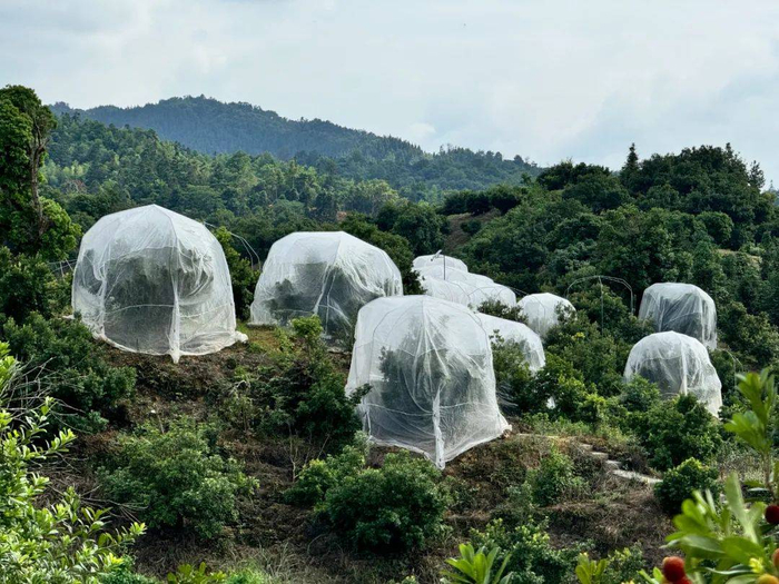 防水防虫的高品质杨梅。摄影/维度君
