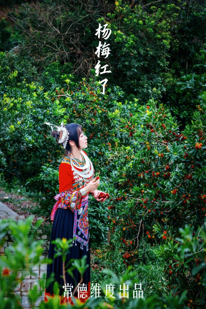靖州的杨梅，到了最佳赏味期。摄影/刘依