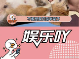 杜江和霍思燕收养比格实验犬“珍珠”！ 霍思燕 微博VC计划