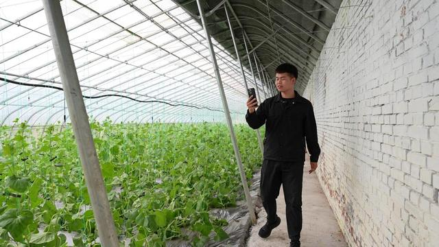 4月21日，在山西省太原市晋源区，2004年出生的张屹炫在甜瓜大棚里拍短视频（视频截图）。新华社记者 徐伟 摄
