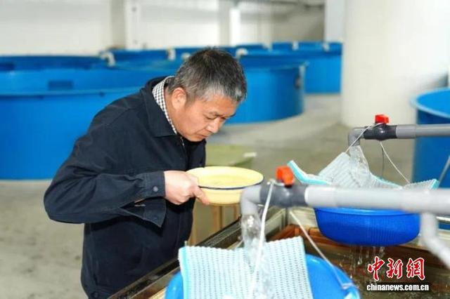 长江生物多样性研究中心的科研人员仔细观察长江鲟鱼卵发育情况。三峡集团供图