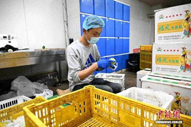 图为马琼在进行水果分拣。中新网记者 吕明 摄